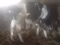 母牛, Cattle — 照片 4