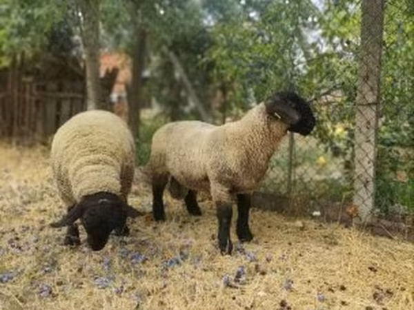 Widder, White Suffolk sheep