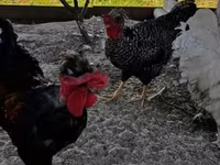 Chickens — 5-сурет