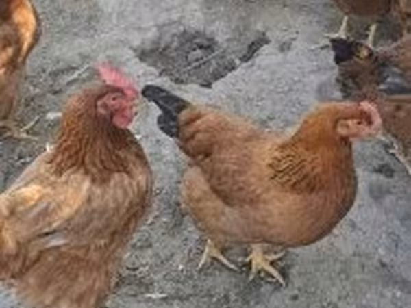 galinha dinamarquesa