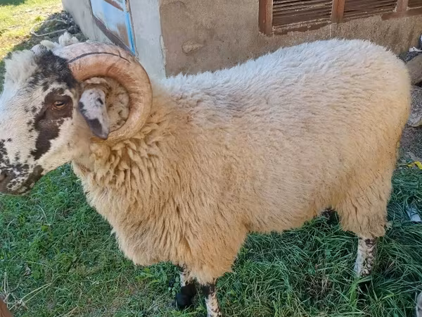 公羊, Sheep
