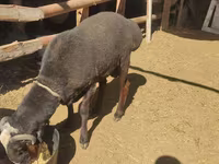 公羊, Sheep — 照片 2
