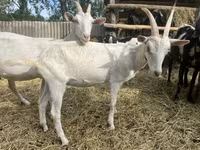 公山羊, Saanen goat — 照片 8