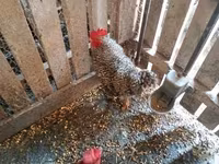 Chickens — photo 3