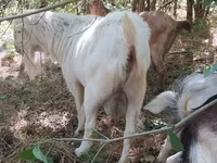 Nőstény kecske, Nubian Goat — 3. fotó