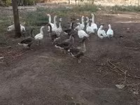 Geese — zdjęcie 1