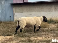 मेढ़ा, White Suffolk sheep — फ़ोटो 2