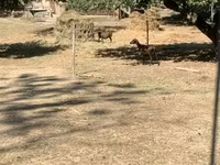Schaf, Cameroon sheep — Foto 1