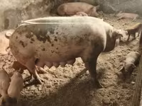 母猪, Pigs — 照片 1