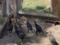 Chickens — zdjęcie 2
