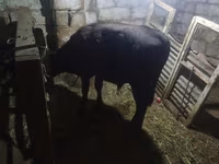 Bika, Aberdeen-Angus — 2. fotó