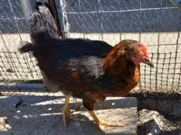 Chickens — 照片 4