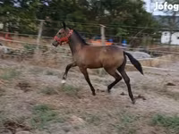 Kanca, Lipizzaner — 3. fotó