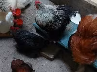 Pekin Bantam — 2. fotó