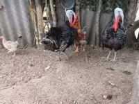 Turkeys — 照片 2