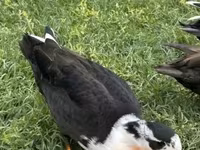 Ducks — foto 4