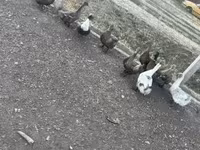 Ducks — photo 2