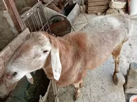 Kos, Arashan sheep — 3. fotó