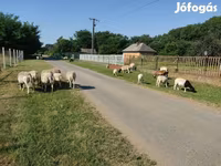 Kos, Dorper sheep — 7. fotó
