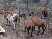 मेढ़ा, Cameroon sheep — फ़ोटो 4