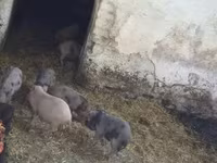 Schweine (Partie, Geschlecht nicht angegeben), Вьетнамская вислобрюхая — Foto 3
