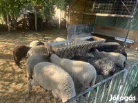 نعجة, White Suffolk sheep — الصورة 1
