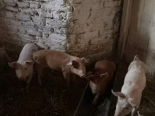 Sow, Крупная белая