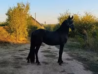 公马, Friesian — 照片 5