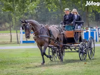 Hengst, Nonius horse — Foto 7