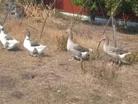 Geese — 照片 4