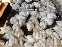 Chickens — photo 2