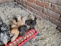 Silkie — foto 2