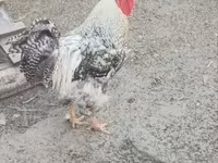 Chickens — फ़ोटो 4