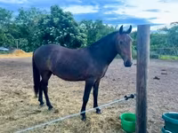 Hing, Lipizzaner — 2. fotó