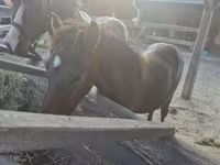 公马, Welsh Cob — 照片 6
