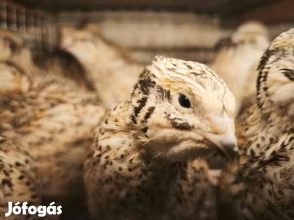 Quails — Magyarország