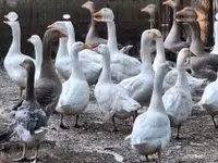 Geese — Foto 1
