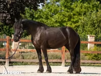 घोड़ी, Friesian — फ़ोटो 2