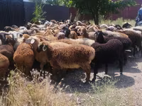 Beran, Ovce — foto 4