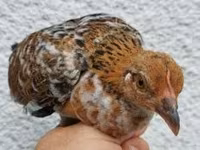 Chickens — 5. fotó