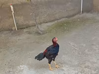 Chickens — zdjęcie 5