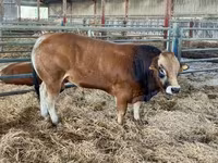 Bika, Partenaise cattle — 1. fotó