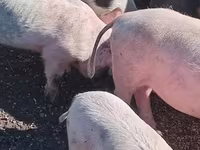 Porcs (lot, sexe non indiqué), Porcs — photo 1