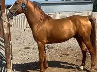 Caballo, Russian Don — foto 3