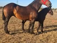 حصان, Percheron — الصورة 6