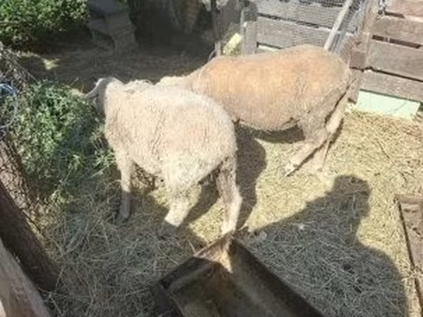 Kos, Merino sheep — Magyarország