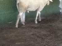 Baran, Owce — zdjęcie 3