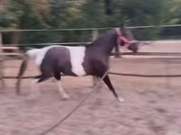 Kanca, Appaloosa — 6. fotó