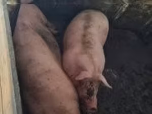 Pigs (batch, sex not specified), Pigs — Hungary