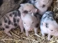 公猪, Pigs — 照片 1